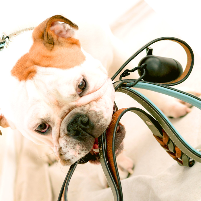 jasa dog walking tangerang