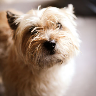 layanan dog walking jakarta