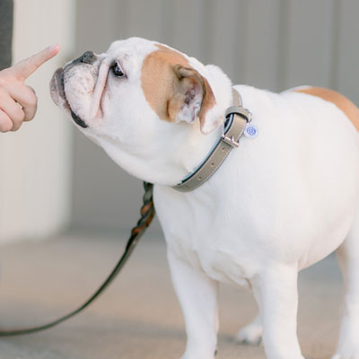 jasa dog walking alam sutera